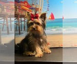 Small Photo #7 Yorkshire Terrier Puppy For Sale in KEITHVILLE, LA, USA
