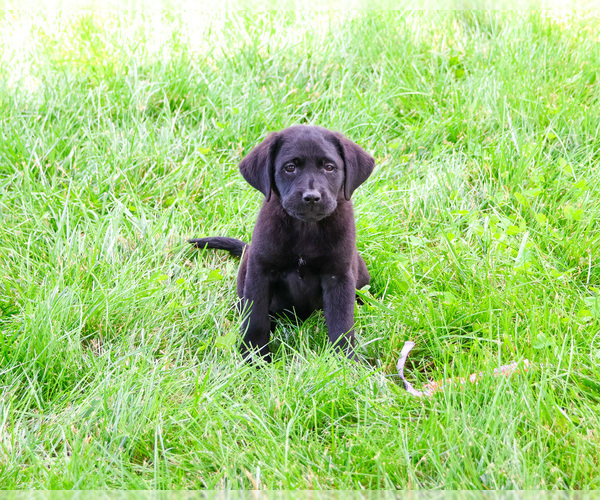 Medium Photo #6 Labrador Retriever Puppy For Sale in SYRACUSE, IN, USA