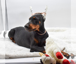 Small #7 Doberman Pinscher