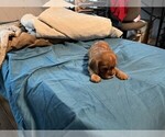 Small #1 Cavalier King Charles Spaniel
