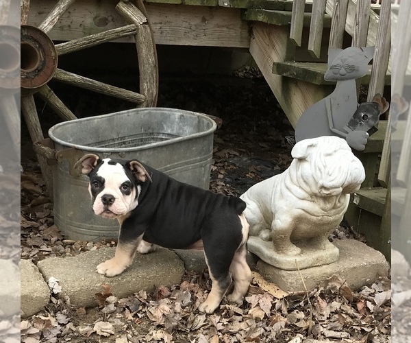 Medium Photo #32 Olde English Bulldogge Puppy For Sale in CYNTHIANA, IN, USA