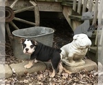 Small Photo #32 Olde English Bulldogge Puppy For Sale in CYNTHIANA, IN, USA