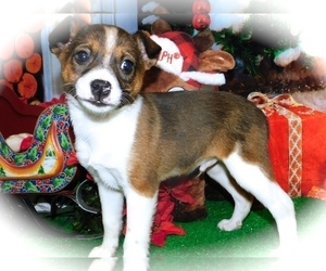 Border Collie-Rat Terrier Mix Puppy for sale in HAMMOND, IN, USA