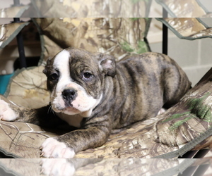 Olde English Bulldogge Puppy for sale in SHILOH, OH, USA