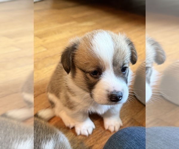 Medium Photo #2 Pembroke Welsh Corgi Puppy For Sale in GRAND RAPIDS, MI, USA