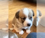 Small #1 Pembroke Welsh Corgi