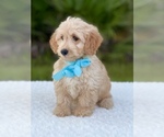 Small #6 Goldendoodle