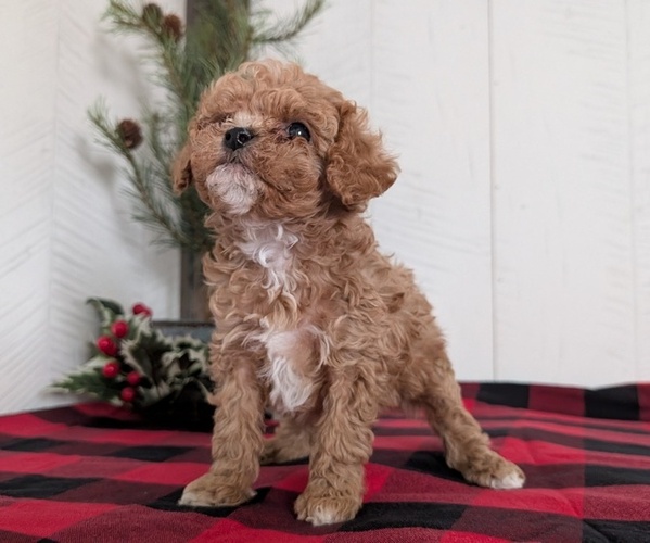 Medium Photo #9 Cavapoo (Miniature) Puppy For Sale in GOSHEN, IN, USA