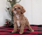 Small #7 Cavapoo (Miniature)