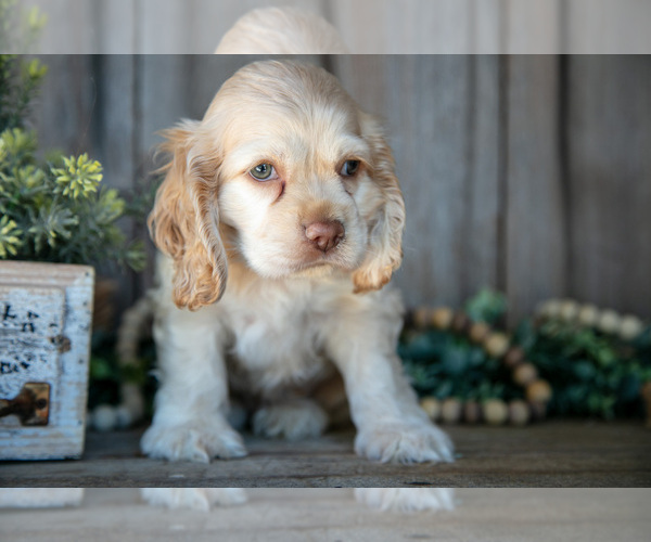 Medium Photo #1 Cocker Spaniel Puppy For Sale in BALTIC, OH, USA