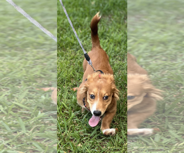 Medium Photo #6 Dachshund-Unknown Mix Puppy For Sale in Weston, FL, USA