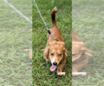Small #5 Dachshund Mix