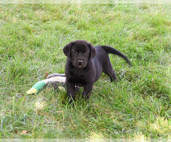 Medium Photo #5 Labrador Retriever Puppy For Sale in SYRACUSE, IN, USA