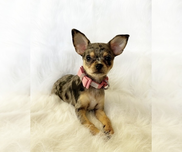 Medium Photo #6 Chihuahua Puppy For Sale in SACRAMENTO, CA, USA