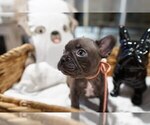 Small #2 French Bulldog