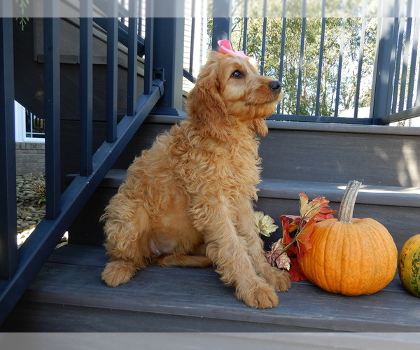 Medium Photo #5 Goldendoodle Puppy For Sale in MILLERSBURG, OH, USA