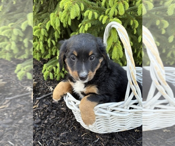 Medium Photo #4 Bernedoodle Puppy For Sale in MIDDLEBURY, IN, USA
