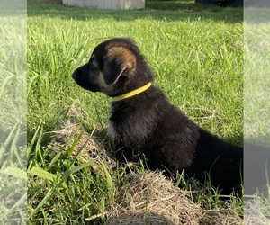 German Shepherd Dog Puppy for sale in WOLFE CITY, TX, USA