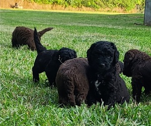 Goldendoodle (Miniature) Puppy for sale in EDENTON, NC, USA