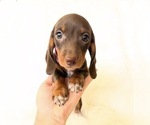 Small #6 Dachshund