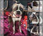 Small #3 Boston Terrier
