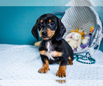 Puppy Kalvin Dachshund