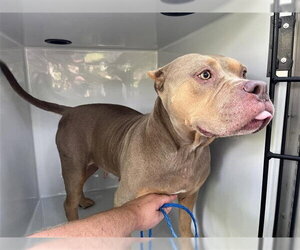 American Pit Bull Terrier-Unknown Mix Dogs for adoption in Houston, TX, USA