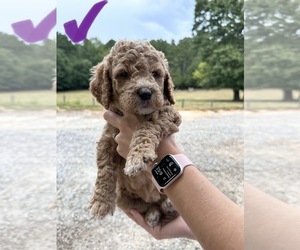 Goldendoodle Puppy for sale in HODGES, SC, USA