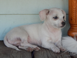 Chion Puppy for sale in MOSCOW, ID, USA