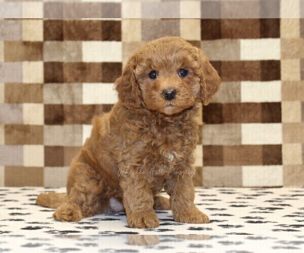 Medium Photo #1 Cavapoo (Miniature) Puppy For Sale in DENVER, PA, USA