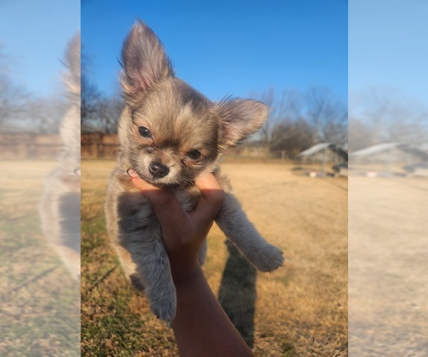 Medium Photo #13 Chihuahua Puppy For Sale in BURLESON, TX, USA