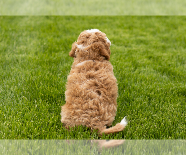 Medium Photo #7 Goldendoodle (Miniature) Puppy For Sale in WOLCOTTVILLE, IN, USA