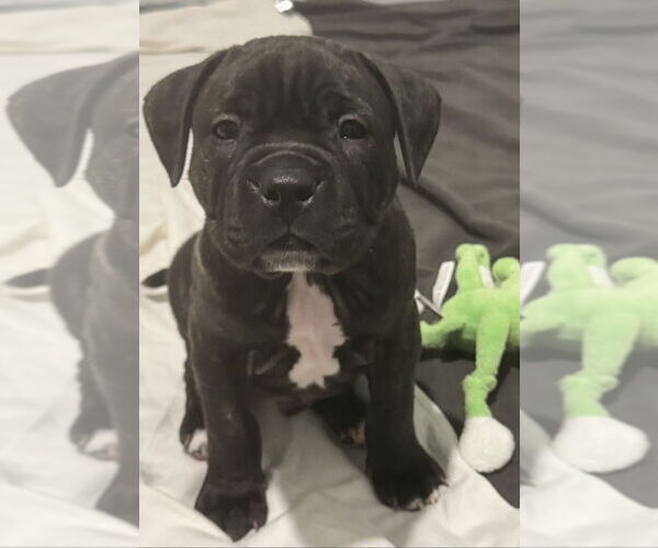 Medium Photo #2 Boxer-Unknown Mix Puppy For Sale in Raleigh, NC, USA