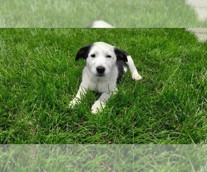 Shollie Puppy for Sale in DAYTON, Virginia USA