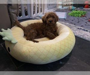 Goldendoodle (Miniature) Puppy for Sale in LAKE PANASOFFKEE, Florida USA