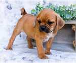 Small Photo #13 Puggle Puppy For Sale in WAKARUSA, IN, USA
