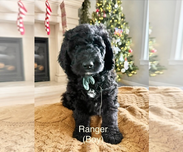 Medium Photo #5 Golden Mountain Doodle Puppy For Sale in HIGHLAND, UT, USA