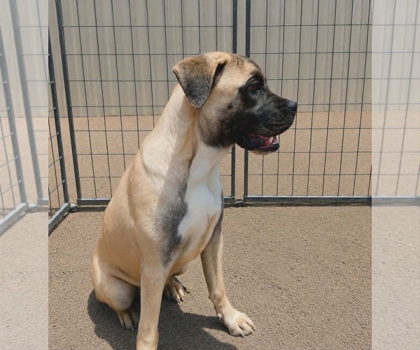 Medium Photo #3 Boxer-Unknown Mix Puppy For Sale in Minneapolis, MN, USA