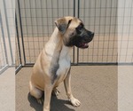 Small #2 Boxer Mix