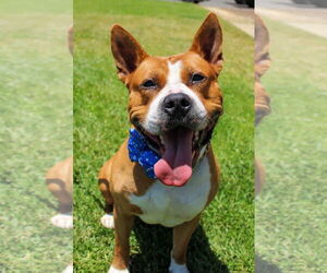 Medium American Pit Bull Terrier