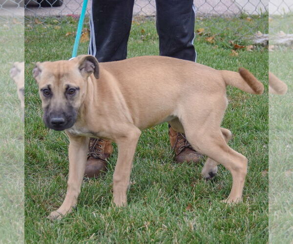 Medium Photo #4 Black Mouth Cur-German Shepherd Dog Mix Puppy For Sale in Huntley, IL, USA