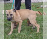 Small #3 Black Mouth Cur-German Shepherd Dog Mix