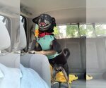 Small #1 Mutt
