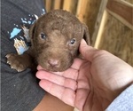 Small #4 Chesapeake Bay Retriever