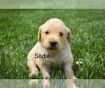 Image preview for Ad Listing. Nickname: Sadie