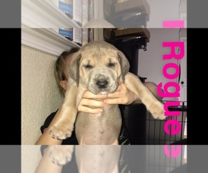 Great Dane Puppy for sale in LODI, CA, USA