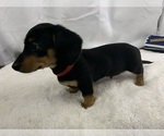 Small Photo #5 Dachshund Puppy For Sale in GUYTON, GA, USA