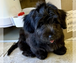 Skye Terrier Puppy for Sale in LAKESIDE, California USA