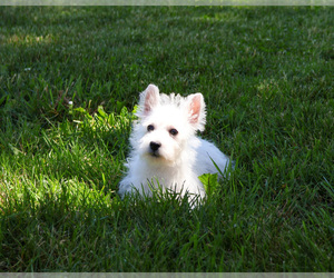 West Highland White Terrier Puppy for sale in SYRACUSE, IN, USA