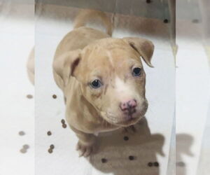 Mutt Dogs for adoption in Clarkston, MI, USA